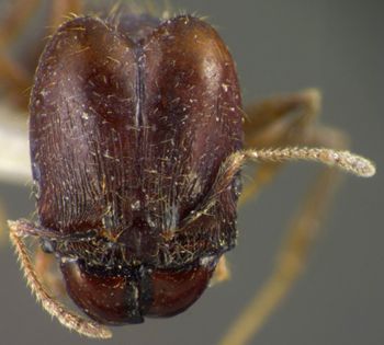 Media type: image;   Entomology 34380 Aspect: head frontal view